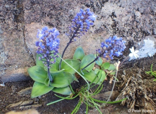 Merwilla dracomontana, in flower