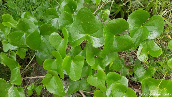 Dioscorea sylvatica leaves