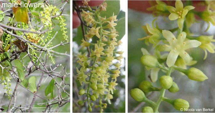 Dioscorea sylvatica male flowers