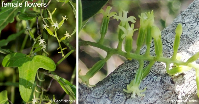 Dioscorea sylvatica female flowers