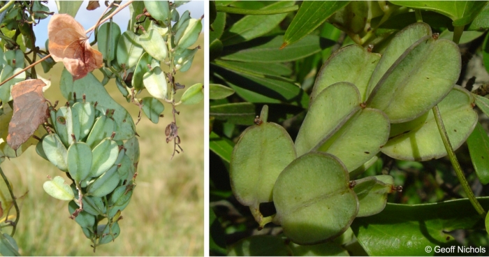 Dioscorea sylvatica fruits