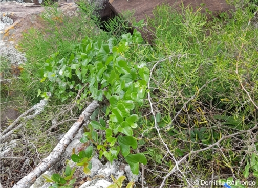 Dioscorea sylvatica in habitat