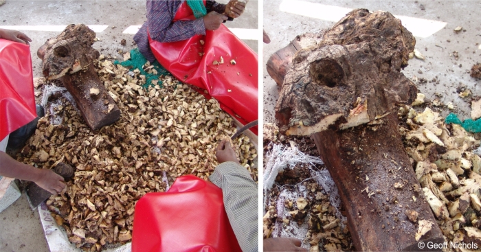 A Dioscorea sylvatica caudex being chopped up in a traditional medicine market