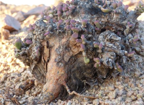 Portulacaria pygmaea mature plant showing layers of bark