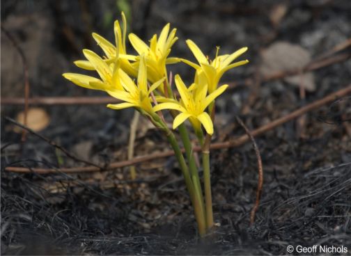 Cyrtanthus breviflorus flowering after fire