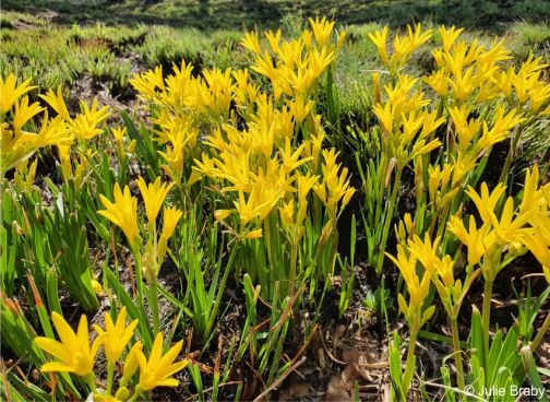 Cyrtanthus breviflorus flowering en masse after fire