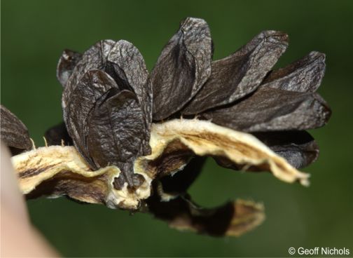 Cyrtanthus breviflorus seeds