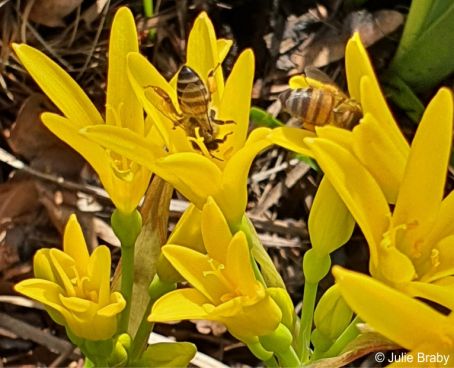 Cyrtanthus breviflorus flowers visited by bees