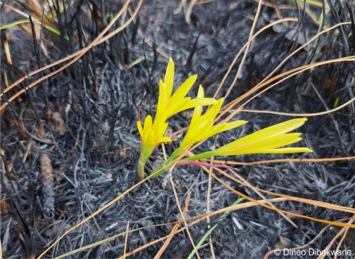 Cyrtanthus breviflorus flowering after fire