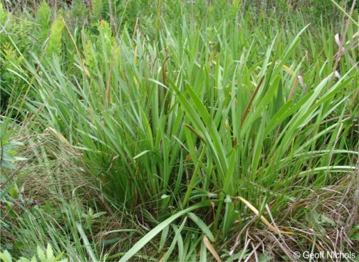 Cyrtanthus breviflorus leaves