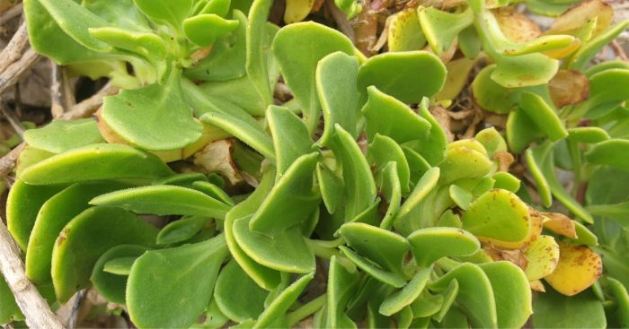 Dimorphotheca fruticosa, fleshy leaves