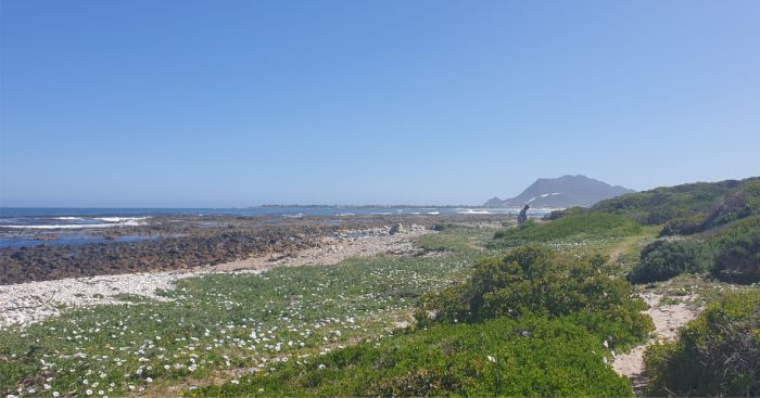 Dimorphotheca fruticosa growing in habitat, Betty's Bay, Western Cape.