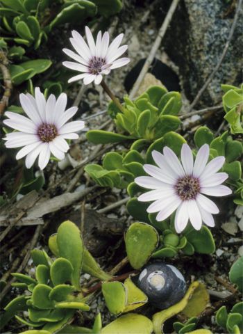 Dimorphotheca fruticosa flowering in habitat. Photo SANBI