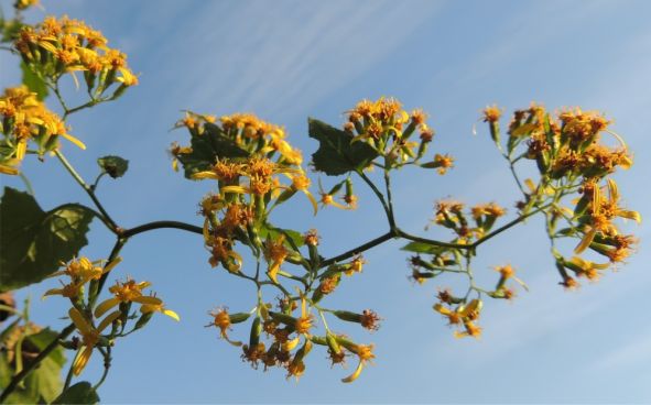 Senecio deltoideus has a distinct zigzag branching pattern 