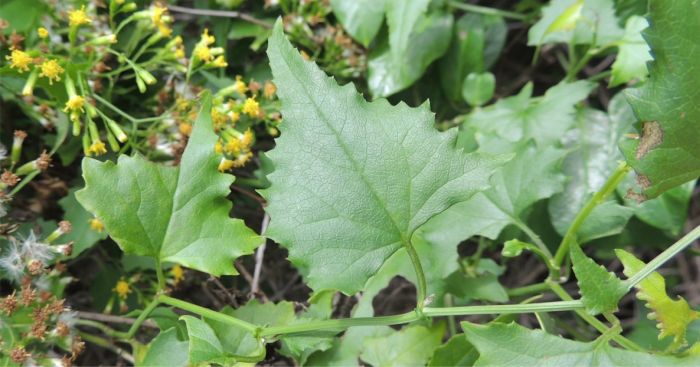 Senecio deltoideus long-pointed triangular leaf shape