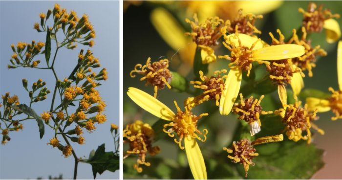 Senecio deltoideus flower heads with or without ray petals grouped in clusters