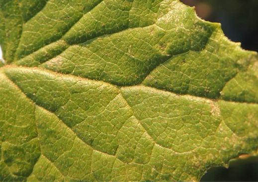 Senecio deltoideus leaf surface