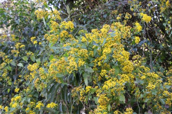 Senecio deltoideus in flower