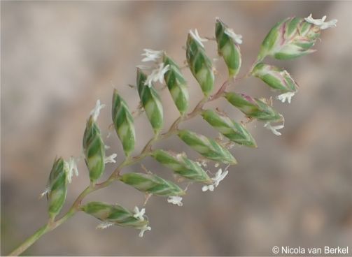 Tribolium uniolae inflorescence