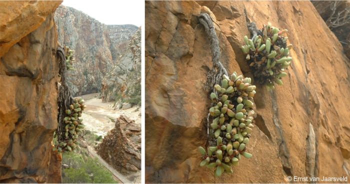 Carruanthus peersii in habitat