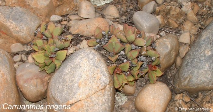 Carruanthus ringens in habitat