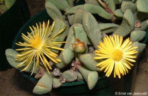 Carruanthus peersii in flower in cultivation