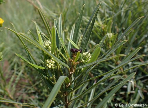 Ozoroa barbertonensis in flower and with fruit