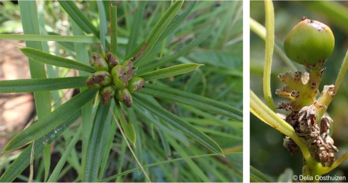 Ozoroa barbertonensis green fruits