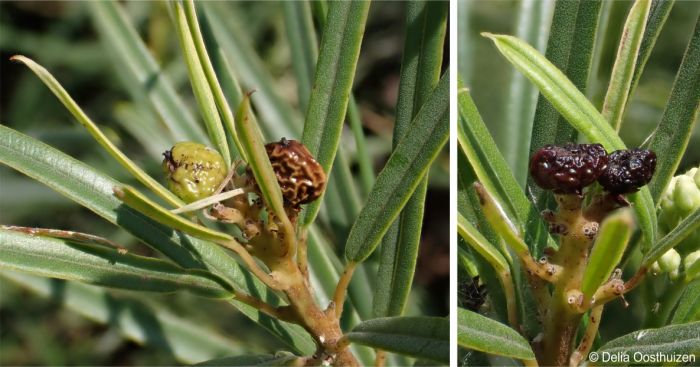 Ozoroa barbertonensis ripening fruits