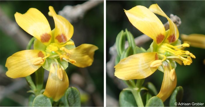 Roepera flexuosa flower