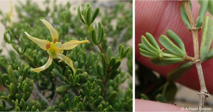 Roepera flexuosa showing habit and leaves