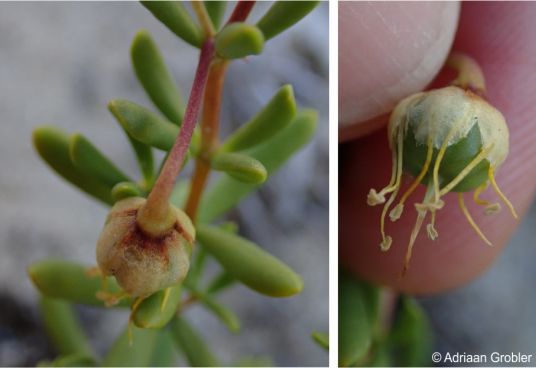 Roepera flexuosa developing fruit