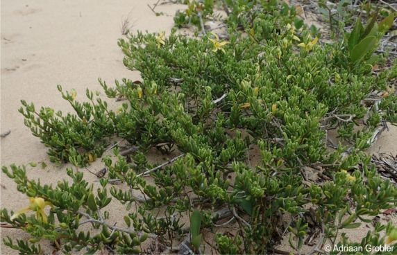 Roepera flexuosa in habitat, Mossel Bay district.