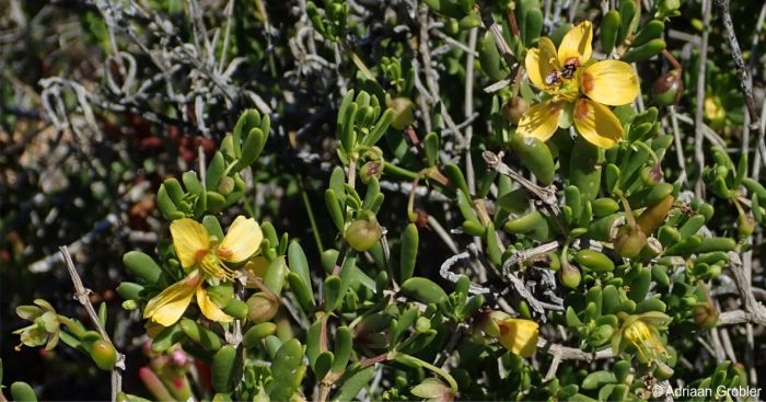 Roepera flexuosa in habitat, Still Bay, note the pollinator visiting the flower