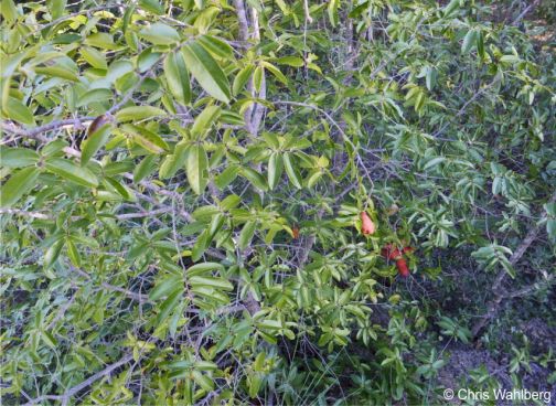 Hexalobus monopetalus in fruit