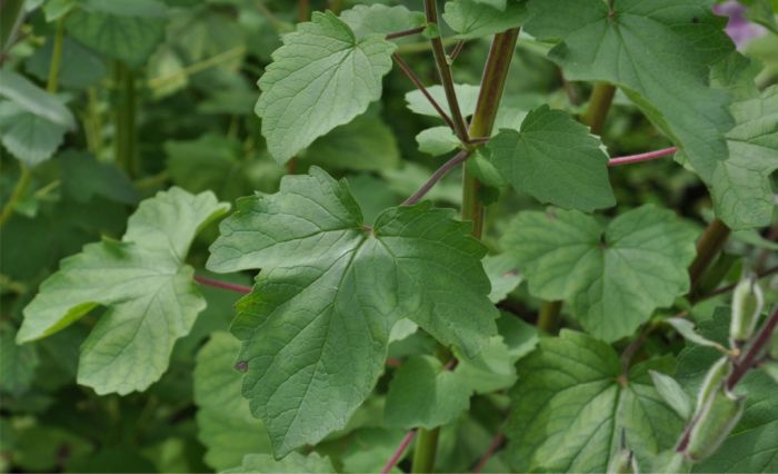 Sesamum trilobum leaves