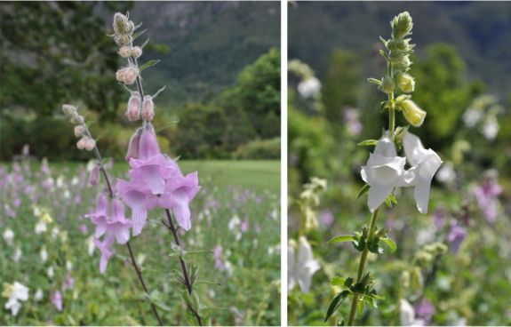 Spikes of white or mauve foxglove-like flowers