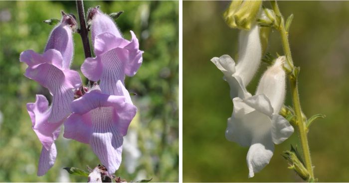 Sesamum trilobum flowers