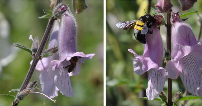 Flowers are visited by honeybees and carpenter bees