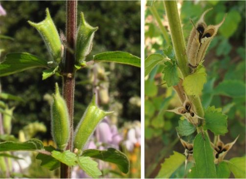 Distinctive horned capsules, developing (left), mature (right)