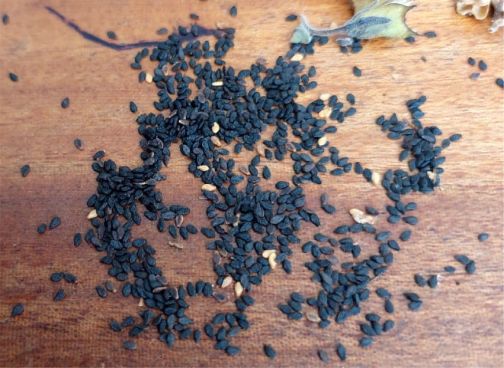 Seeds of Sesamum saxicola