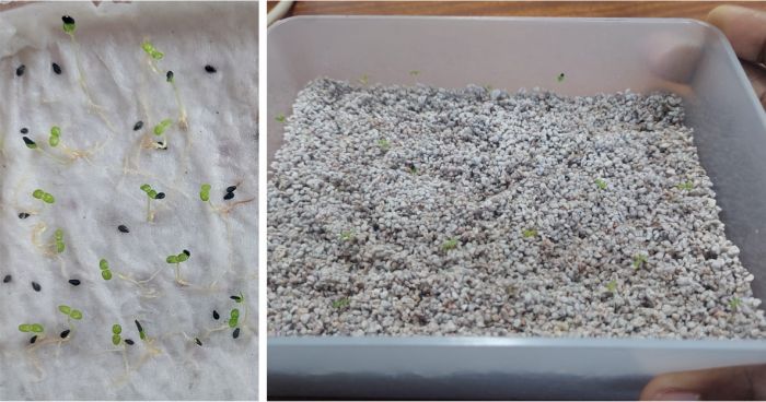 Seedlings germinated on paper towel (left) and in perlite and sand (right)