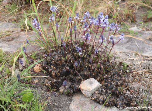 A clump of Merwilla plumbea subsp. kraussii in flower