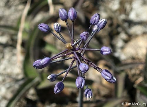 Buds of Merwilla plumbea subsp. kraussii 