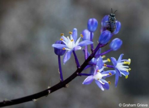 Flowers with 6 violet blue or purple petals up to 6mm long