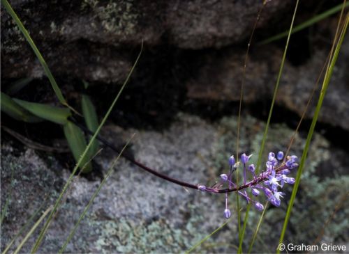 Merwilla plumbea subsp. kraussii in flower