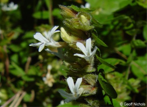 Phaulopsis imbricata 