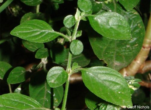 Leaves asymmetrical, in unequal pairs