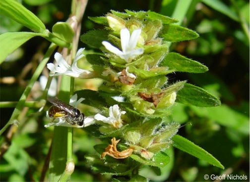 Flowers are visited by bees