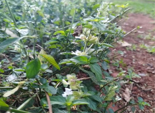 Growing in Pretoria National Botanical Garden